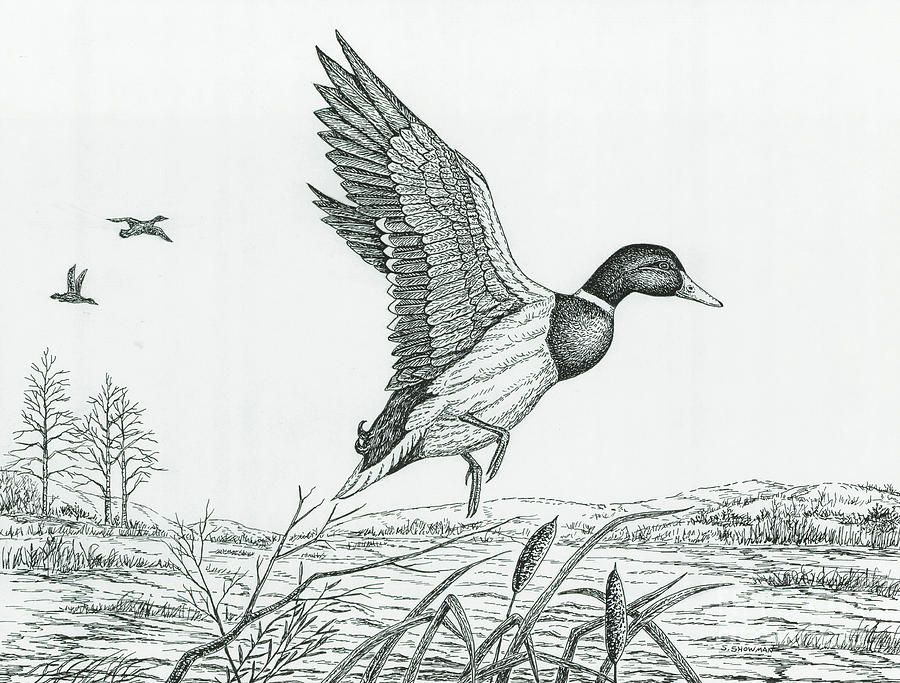 900x683 Duck Drawings Related Keywords Suggestions - Mallard Duck Drawing