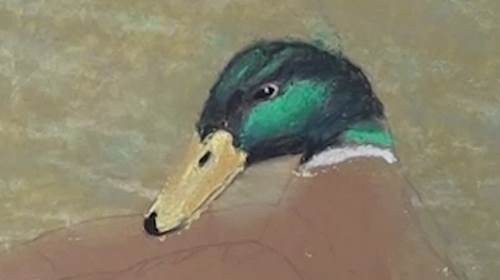 500x280 How To Draw Mallard Duck - Mallard Duck Pencil Drawing
