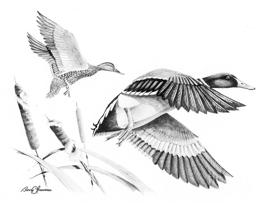 900x696 Landing Mallards Painting - Mallard Duck Pencil Drawing
