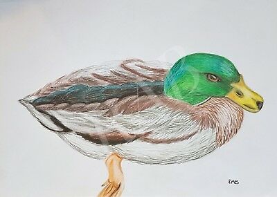 400x285 Mallard Duck Original Coloured Pencil Drawing Artwork Fantasy - Mallard Duck Pencil Drawing