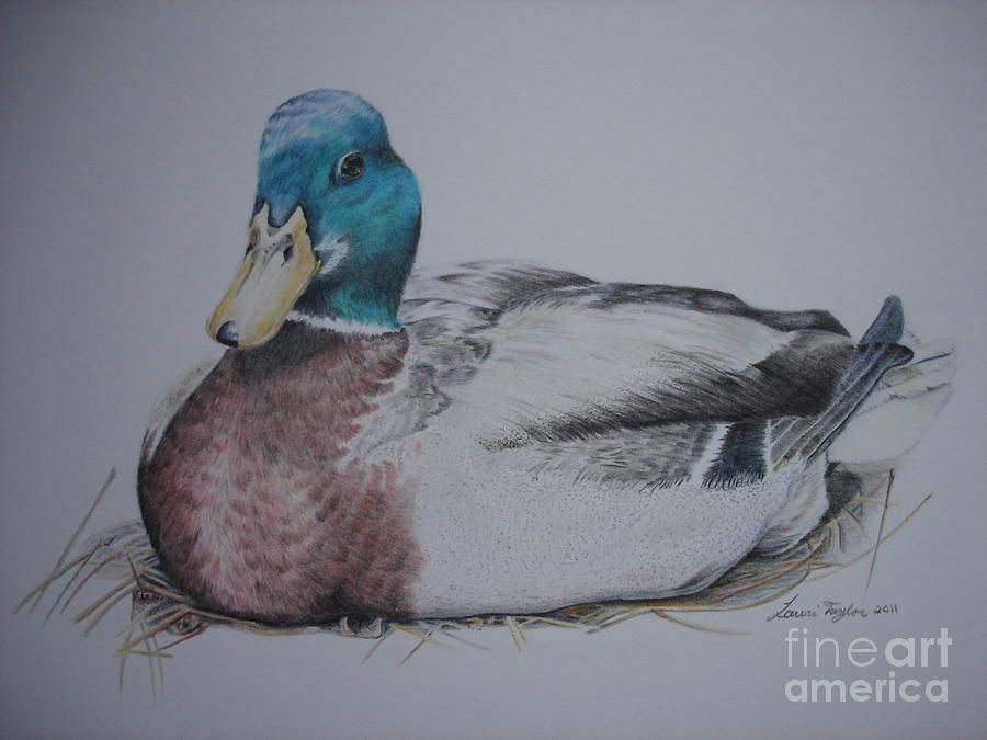 900x675 Mallard Duck Pencil Drawing Sitting Duck - Mallard Duck Pencil Drawing