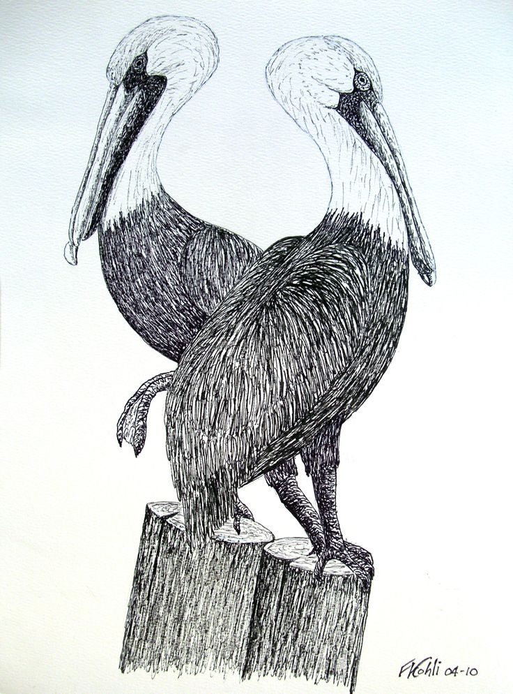 736x994 Mallard Duck Pencil Drawing Drawn Duck Coloring Book - Mallard Duck Pencil Drawing