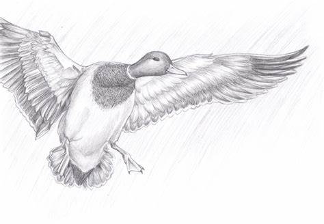 474x328 Mallard Duck Pencil Drawings Gtgt - Mallard Duck Pencil Drawing