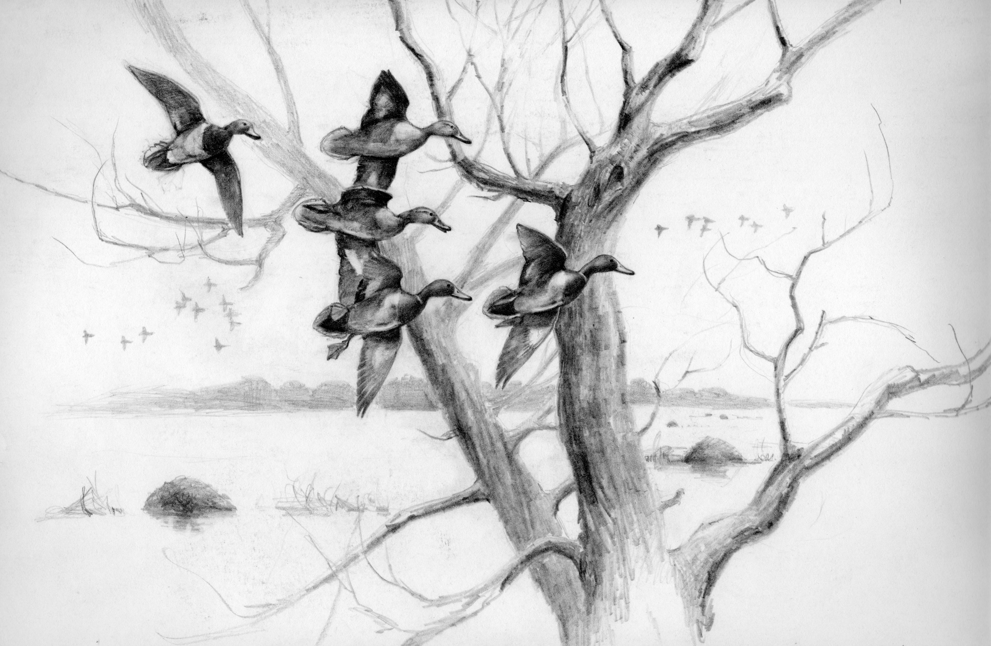 4071x2656 Mallard Duck Pencil Drawings - Mallard Duck Pencil Drawing