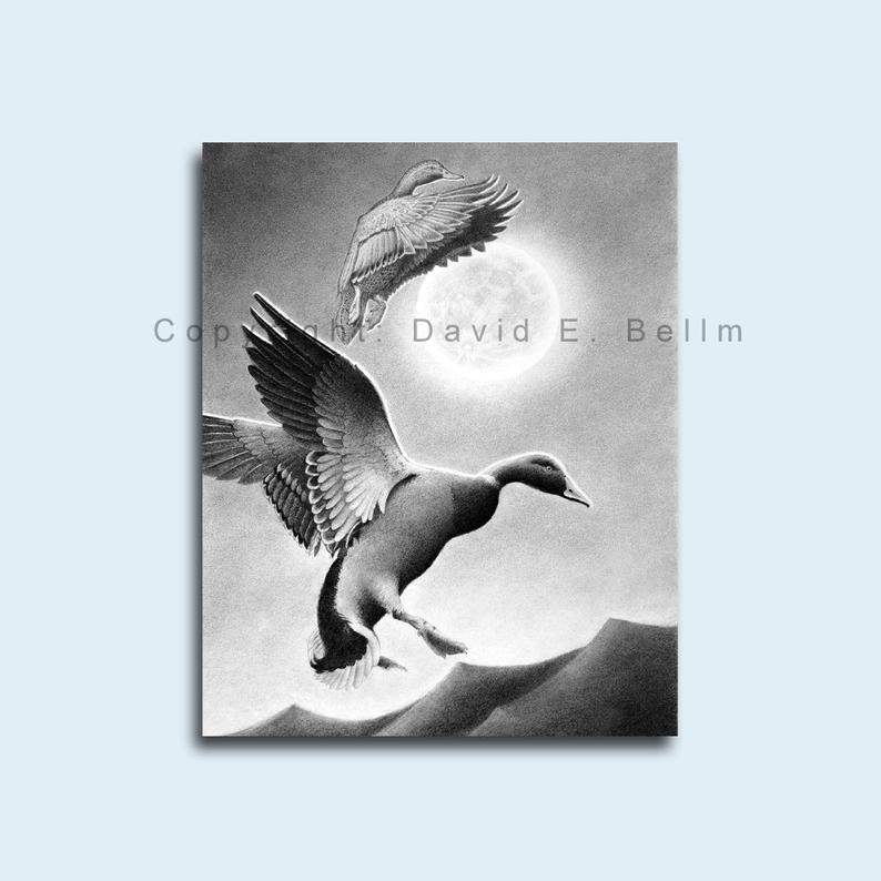 794x794 Mallard Duck Pencil Drawing Giclee Print - Mallard Duck Pencil Drawing