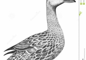 300x210 Pencil Drawings Of Ducks - Mallard Duck Pencil Drawing