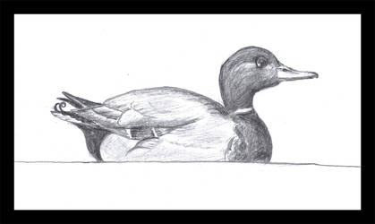 419x250 Wild Duck - Mallard Duck Pencil Drawing