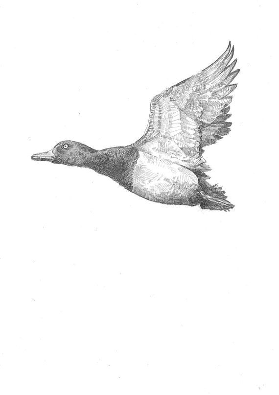 Mallard Duck Pencil Drawing at PaintingValley.com | Explore collection ...