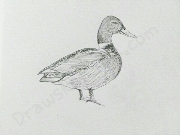 Mallard Duck Pencil Drawing at PaintingValley.com | Explore collection ...