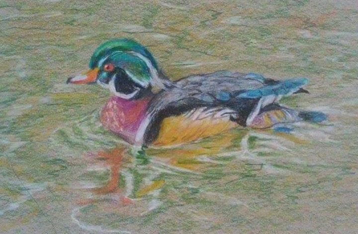 720x470 Duck Color Pencil Drawing Sit Back And Draw - Mallard Duck Pencil Drawing