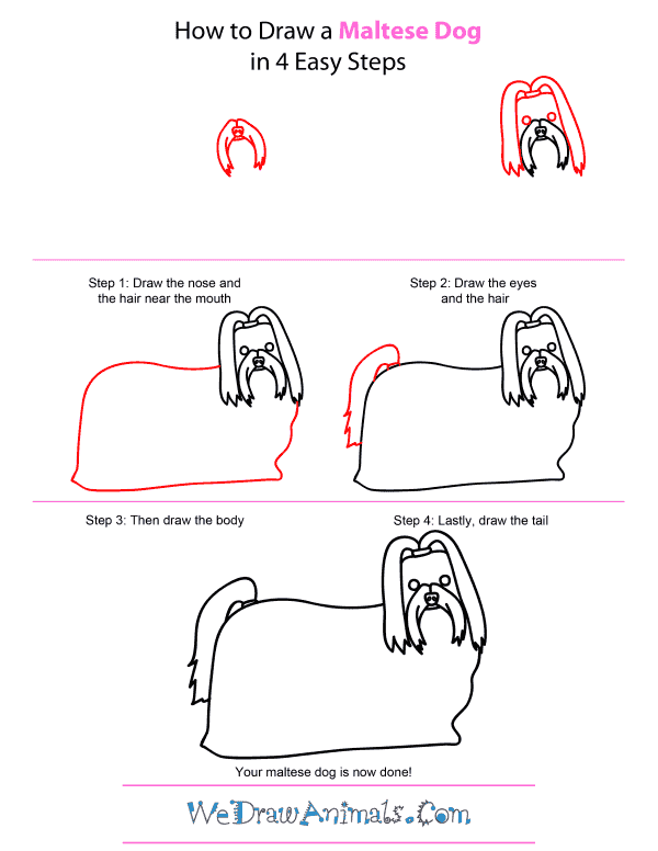 600x776 how to draw a maltese dog - Maltese Dog Drawing