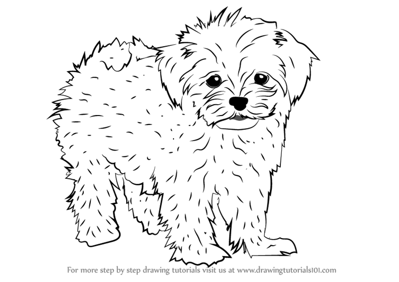 800x566 learn how to draw a maltese - Maltese Dog Drawing