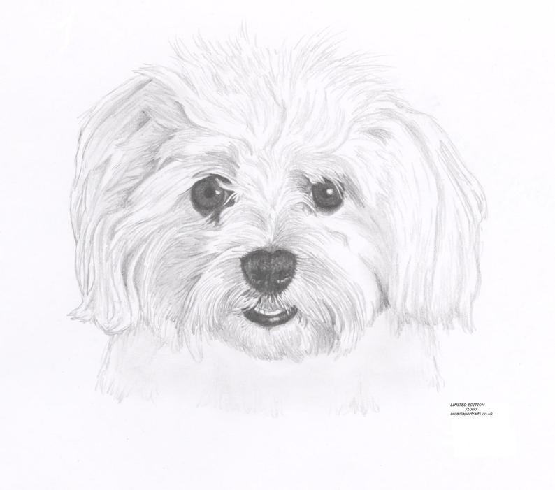 Maltese Dog Drawing at PaintingValley.com | Explore collection of ...