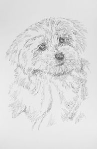 195x300 maltese two dog breed art print - Maltese Dog Drawing