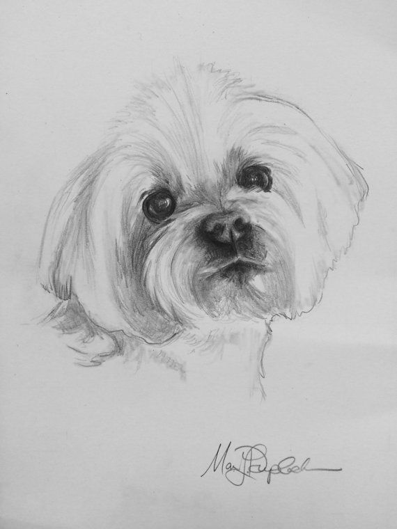 570x760 maltese art maltese! man card revocation in puppy drawing - Maltese Dog Drawing