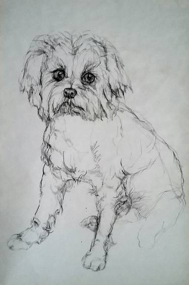 375x566 maltese dog drawing - Maltese Dog Drawing