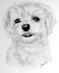 236x295 Christmas Gifts For My Friends - Maltese Dog Drawing