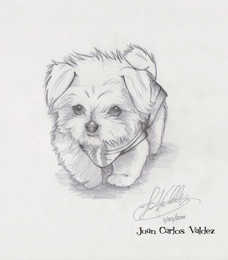 469x535 afbeeldingsresultaat voor maltese puppy drawing pets - Maltese Dog Drawing