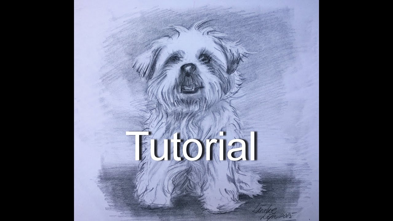 1280x720 drawing a maltese boomer dog - Maltese Dog Drawing