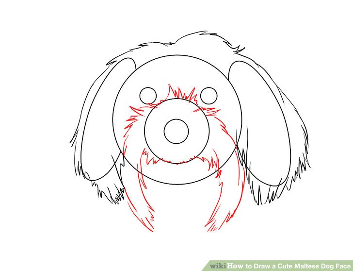 728x558 how to draw a cute maltese dog face steps - Maltese Dog Drawing