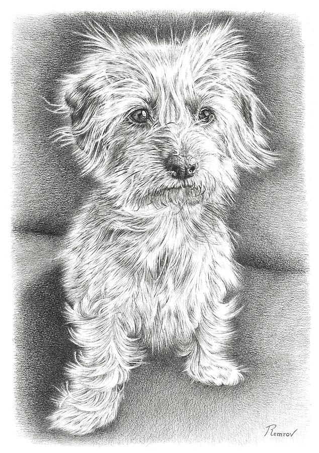 634x900 dachshund maltese drawing - Maltese Drawing