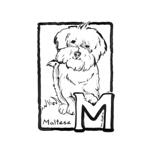 300x300 dog drawing maltese and the letter m painting - Maltese Drawing