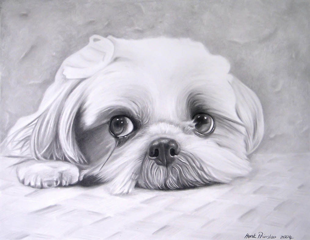 1016x787 drawing of maltese poodle - Maltese Drawing