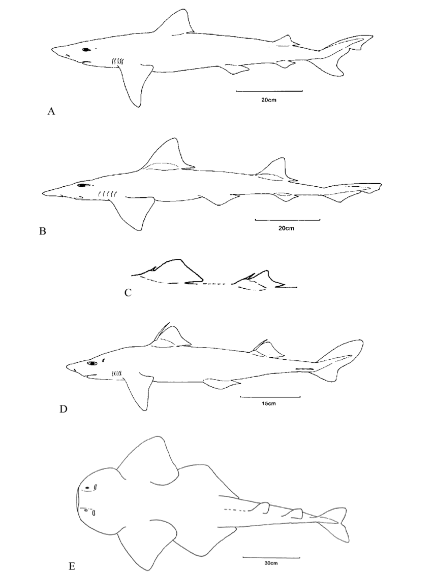 850x1137 habit drawings of maltese sharks diagrams are not shown to scale - Maltese Drawing