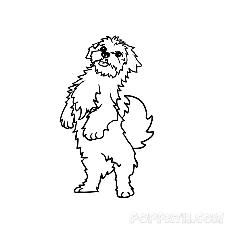 800x800 how to draw a maltese pop path - Maltese Drawing