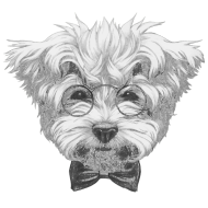 190x190 maltese fly drawing - Maltese Drawing