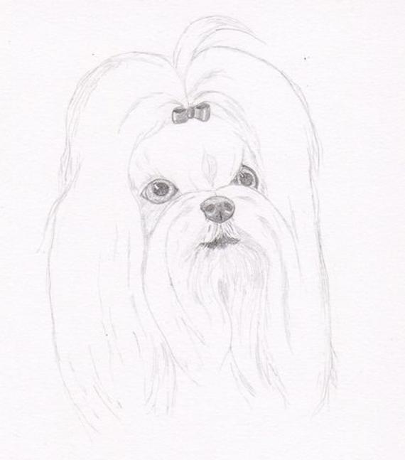 570x647 maltese signed personalized original pencil drawing double etsy - Maltese Drawing