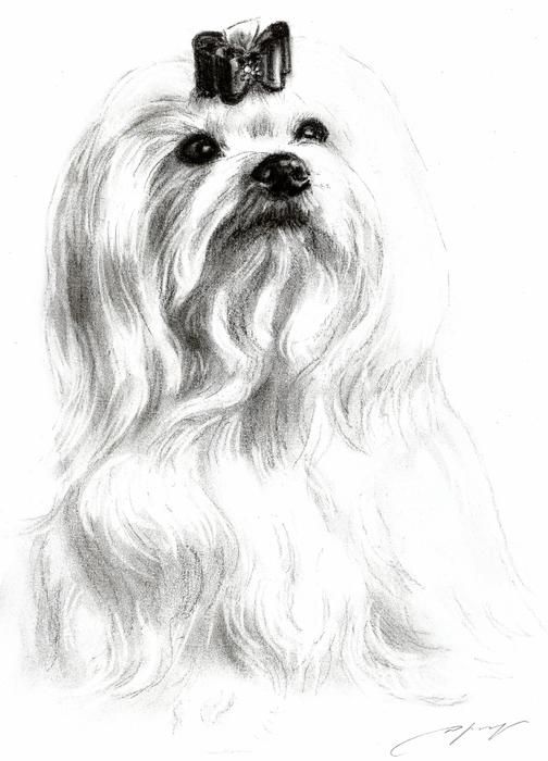 Maltese Drawing at Explore collection of Maltese