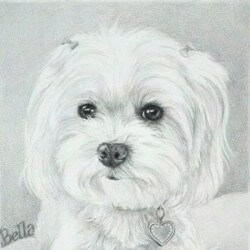 250x250 pet portraits pet drawings paintings portraits daniele jones - Maltese Drawing