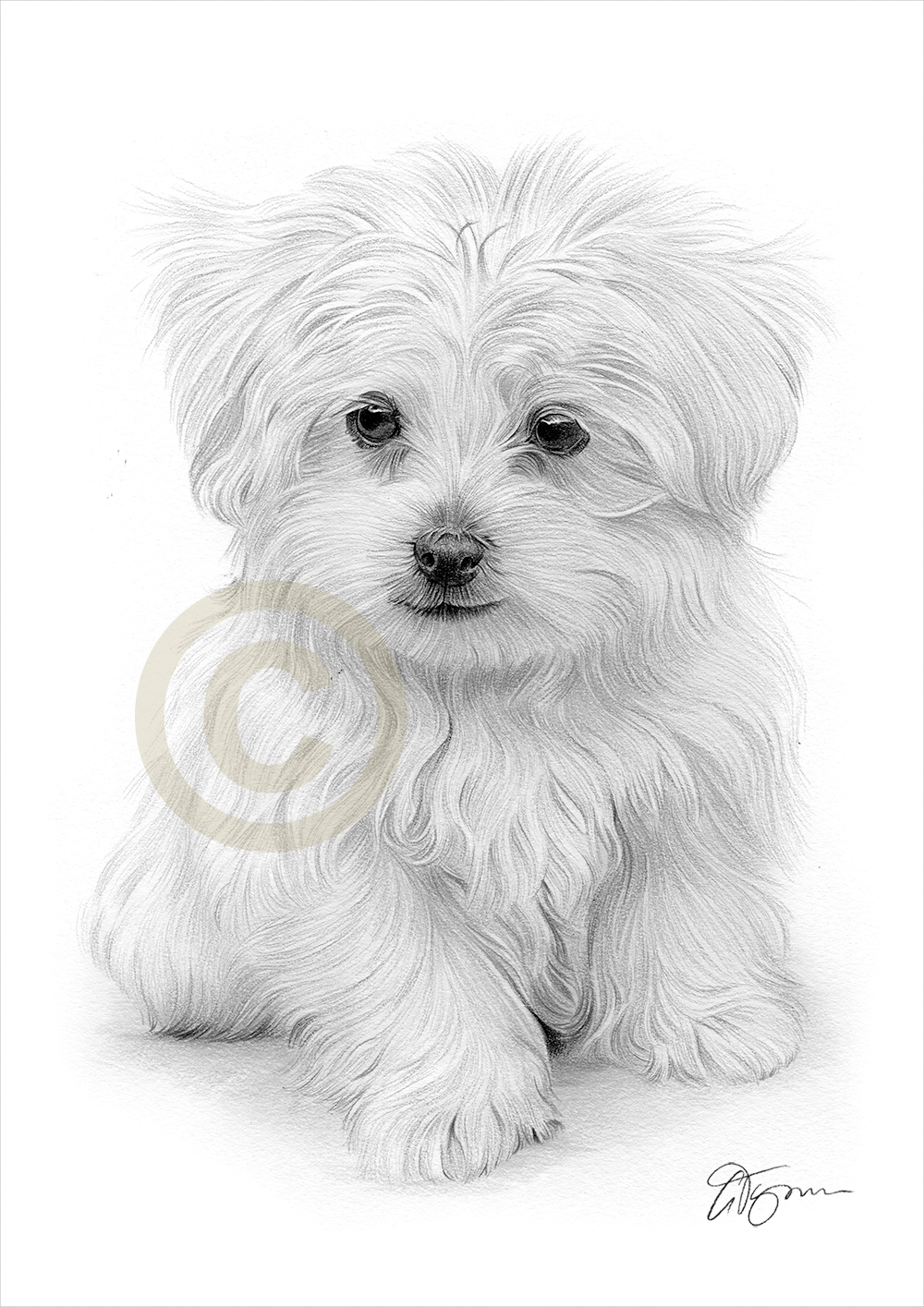 Maltese Drawing at PaintingValley.com | Explore collection of Maltese ...