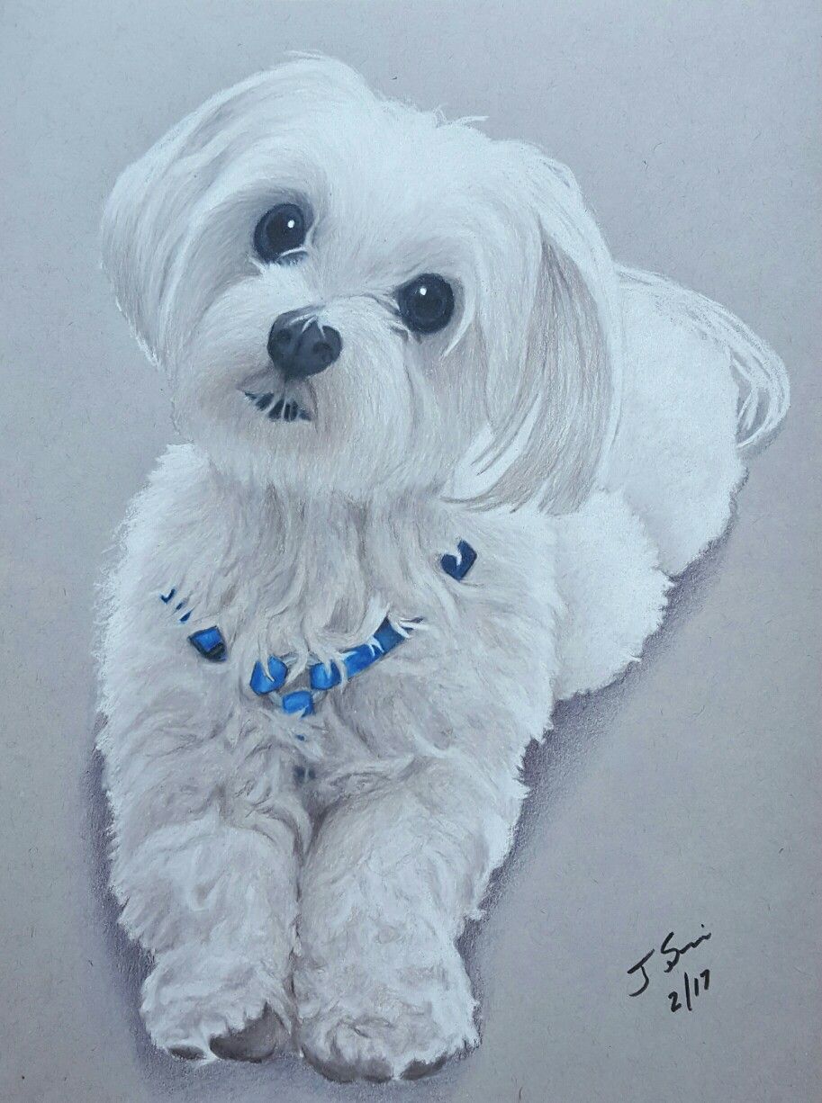 913x1226 scooter drawing portrait maltese dog pet prismacolor colored - Maltese Drawing