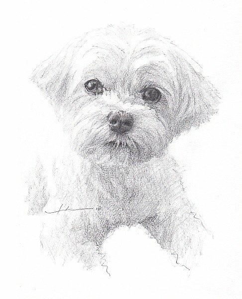 486x600 Maltese Dog Drawing - Maltese Drawing
