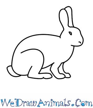 300x350 how to draw a rabbit - Mammals Drawing