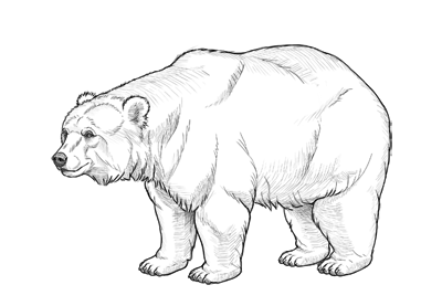 400x277 how to draw a bear - Mammals Drawing