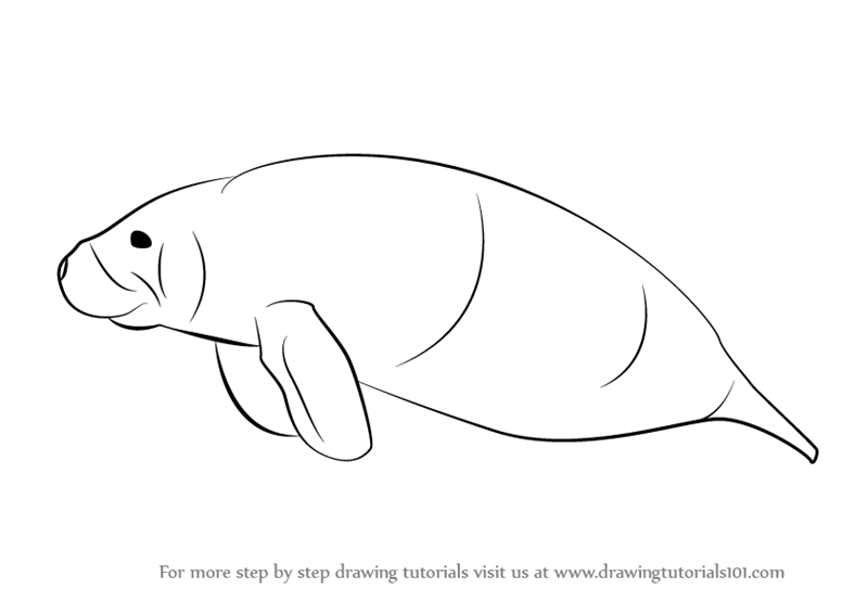 800x566 learn how to draw a sea cow - Mammals Drawing