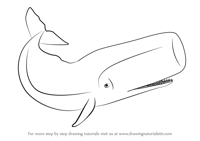 800x565 learn how to draw a sperm whale - Mammals Drawing