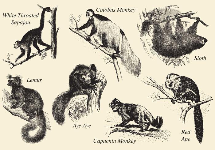 700x490 old style drawing mammals - Mammals Drawing