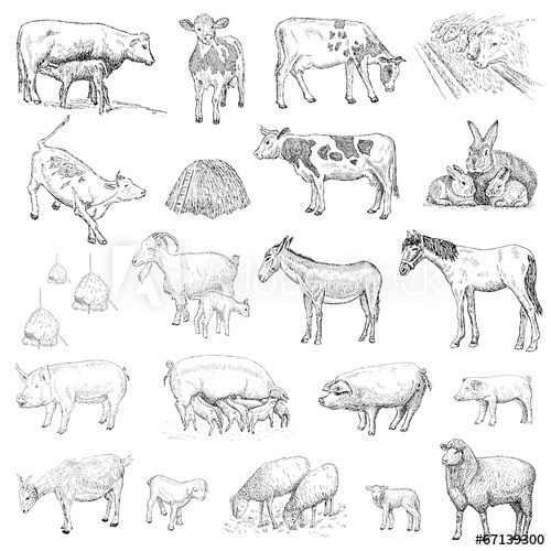 500x500 mammals hands drawing - Mammals Drawing