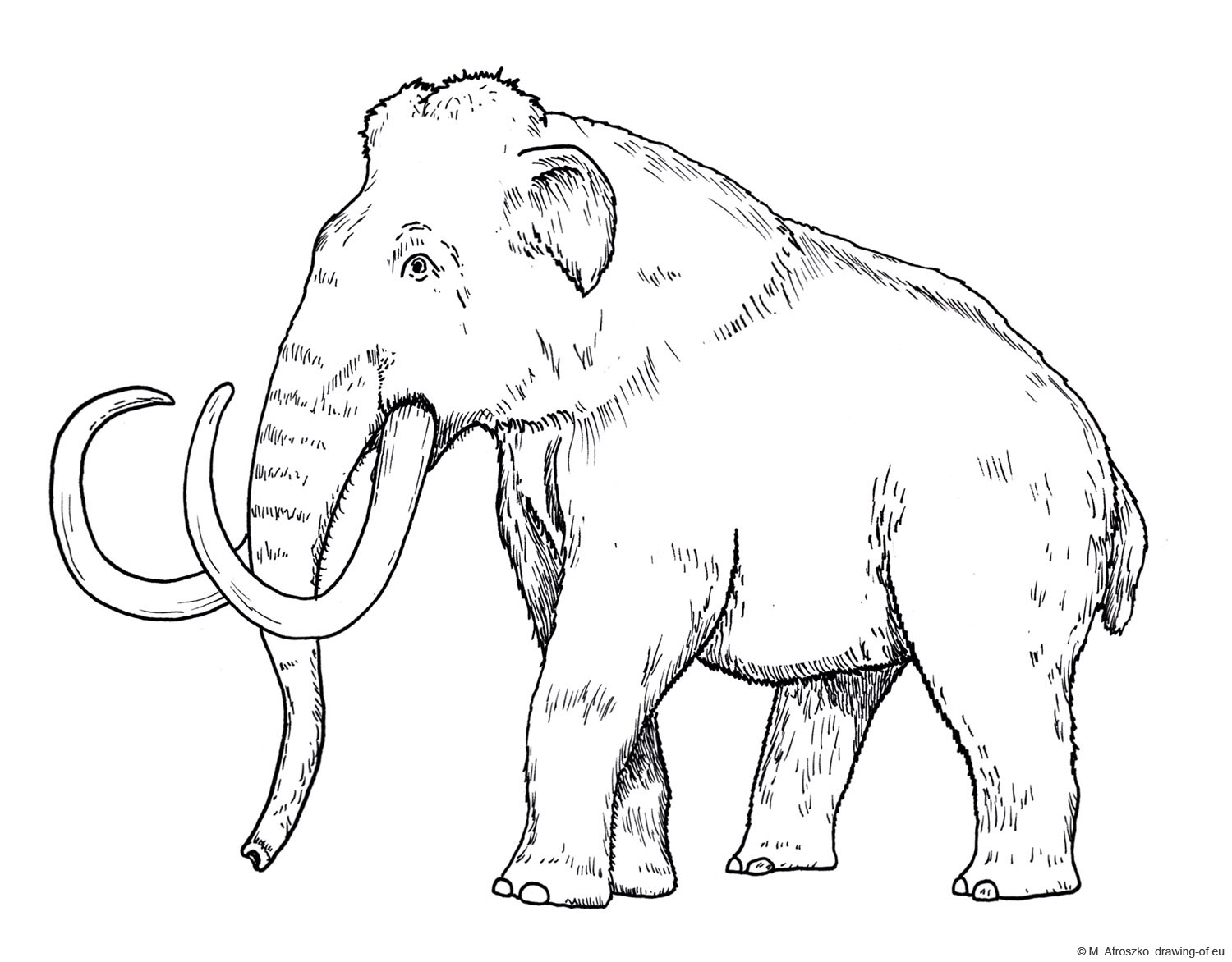 How To Draw A Mammoth Step By Step