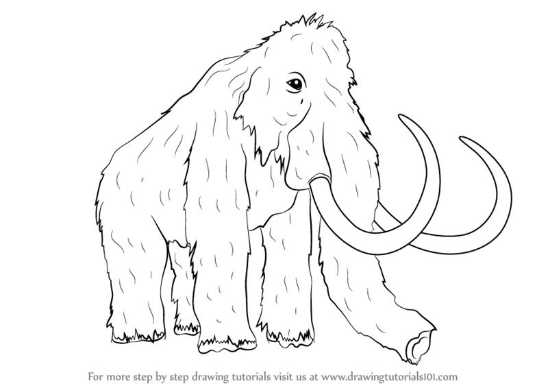 800x566 learn how to draw a woolly mammoth - Mammoth Drawing