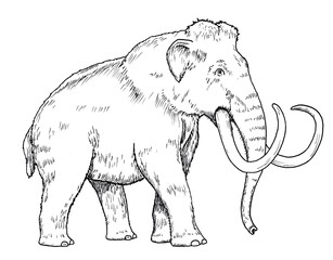 307x240 mammoth sketch photos, royalty free images, graphics, vectors - Mammoth Drawing