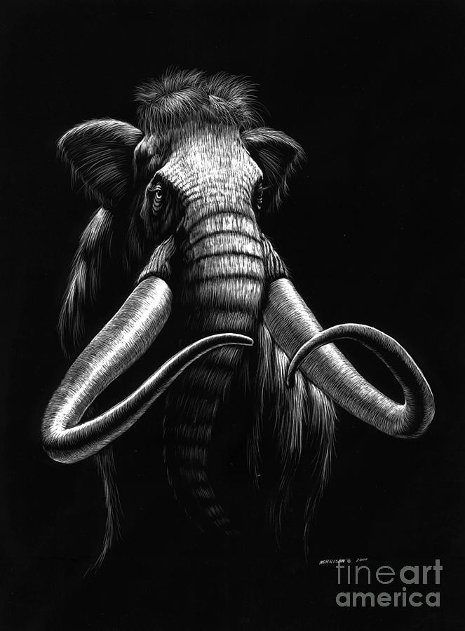 663x900 Woolly Mammoth Drawing - Mammoth Drawing