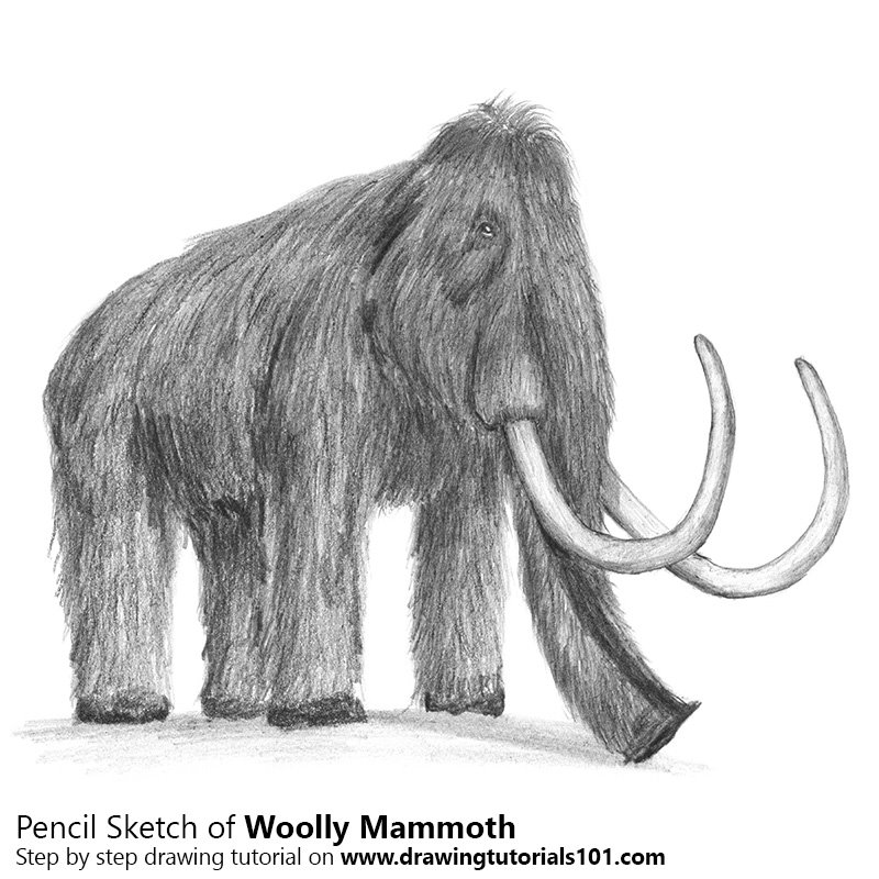 800x800 Woolly Mammoth Pencil Drawing - Mammoth Drawing