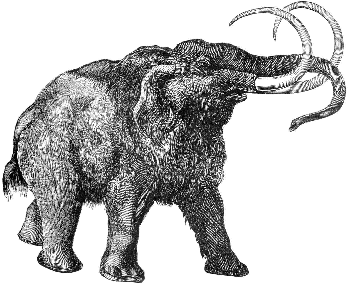 1398x1143 drawing of a wooly mammoth, copyright free eberly college of science - Mammoth Drawing