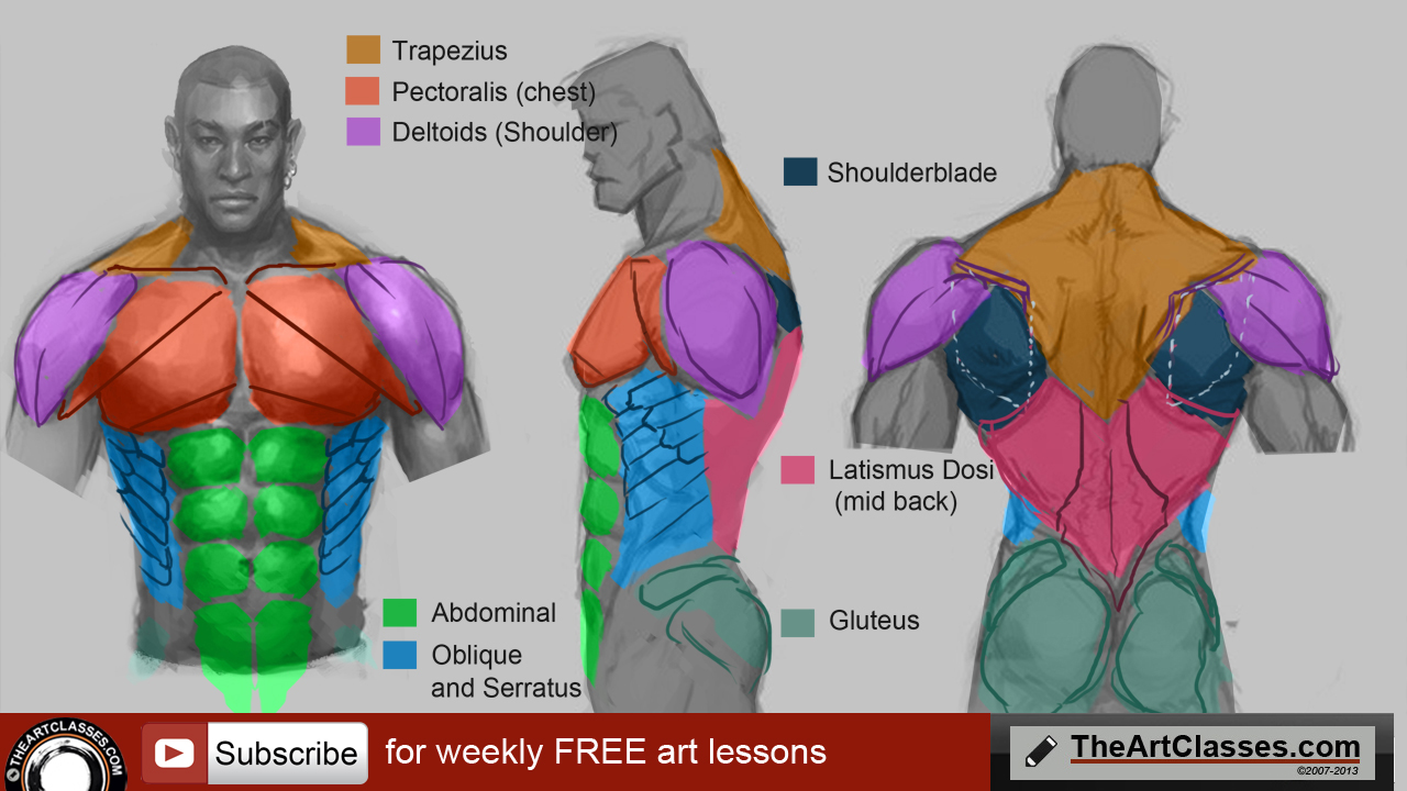 1280x720 How To Draw Man Muscles Body Anatomy - Man Body Drawing