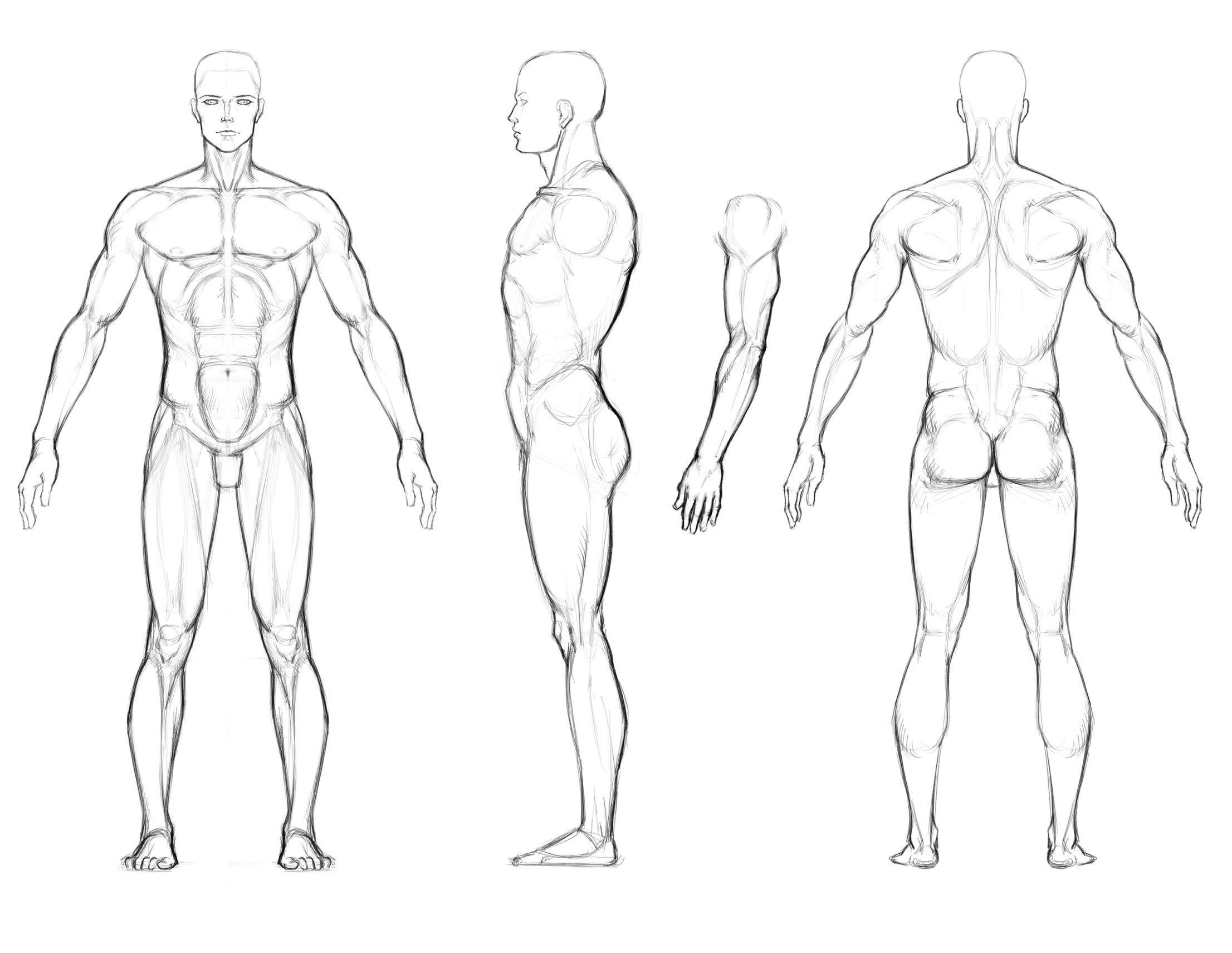 2212x1710 art reference turnaround sheet muscular man drawing photobucket -...